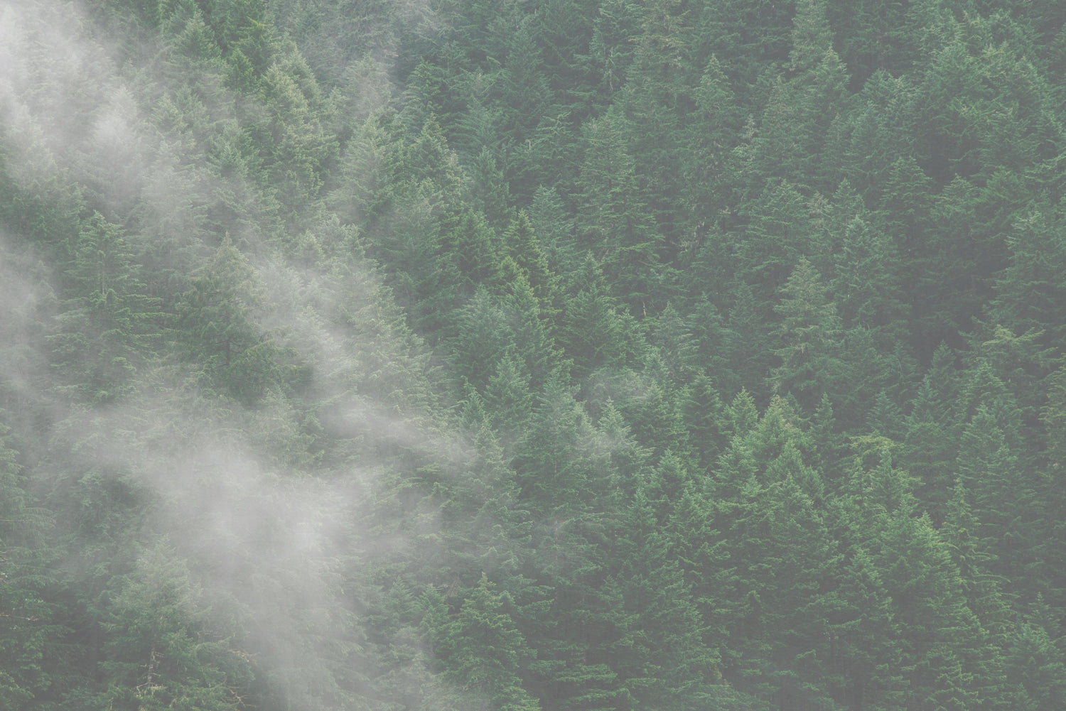 Wald mit Nebel